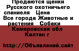 Продаются щенки Русского охотничьего спаниеля › Цена ­ 25 000 - Все города Животные и растения » Собаки   . Кемеровская обл.,Калтан г.